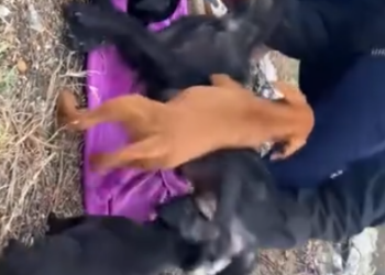 C0901005_Rescue family of dogs #puppy #puppytiktok #rescue #rescueanimals #dog