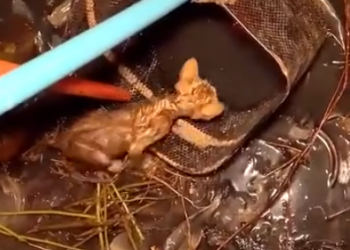 C0901006_Rescue cat#rescueanimals #animalsoftiktok