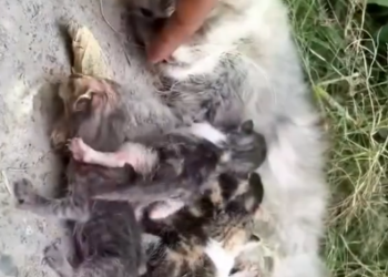 C0901007_Rescue family of cats #rescue #animal #rescueanimals #kitten #catsoftiktok #cat