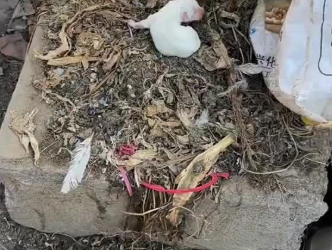 C0901008_Puppy grows up thanks to man who adopted it