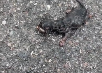 C0901009_Little tiny poor kittens