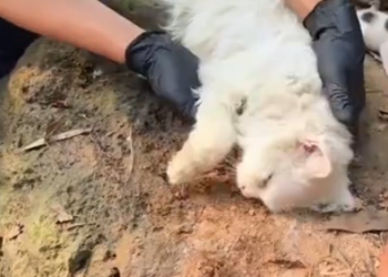 C0901010_Rescue family of cats #animal #animalsoftiktok #res