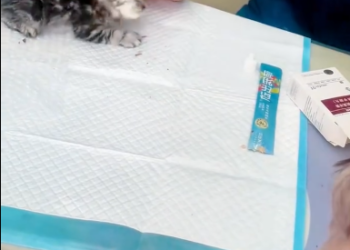 C0901011_#animal #rescue #fyp #foryou #cat