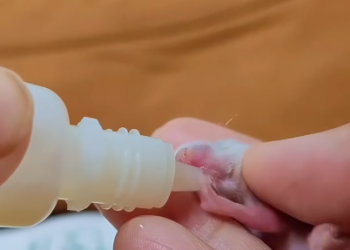 C0901013_On rainy day, discovered mysterious little creature. rescued