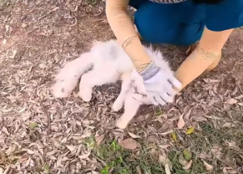 C1001001_Rescue family of cats #animal #animalsoftiktok #rescueanimals #resc…