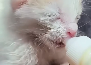 C1001002_Rescue kitten on road #animal #animalsoftiktok #rescueanimals