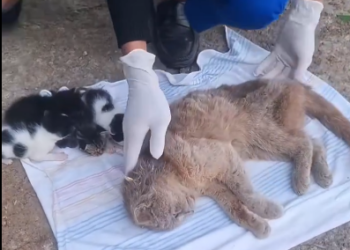 C1001003_Rescue family of cats #animal #animalsoftiktok #rescueanimals #resc… (1)