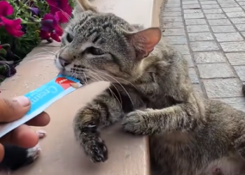 C1001004_Rescue family of cats #animal #animalsoftiktok #rescueanimals #resc… (2)