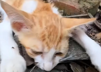 C1001005_Rescue kitten #animal #animalsoftiktok #rescueanimals #rescue #resc…