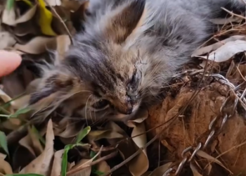 C1001006_Rescue cat #animal #animalsoftiktok #rescueanimals #rescueanimals