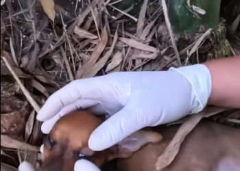 C1001007_Rescue two puppy #animal #animalsoftiktok #rescueanimals #rescue #res…