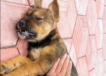 C1001010_Rescue puppy #animal #animalsoftiktok #rescueanimals #rescue #rescu…