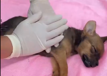 C1001011_Rescue puppy #animal #animalsoftiktok #rescueanimals #rescue #rescued…