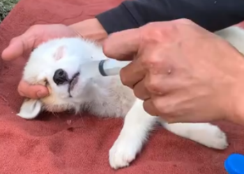 C1001012_Rescue puppy #animal #animalsoftiktok #rescueanimals #rescue #rescu… (1)