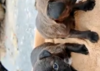 C1001013_Poor family of dogs #animal #animalsoftiktok #rescueanimals #rescuean…