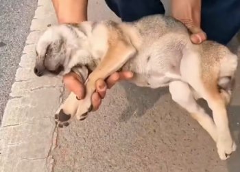 C1001014_Rescue puppy on road #animal #animalsoftiktok #rescueanimals #res…