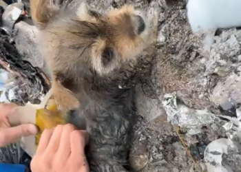 C1001015_Rescue puppy #animal #animalsoftiktok #rescueanimals #rescue #rescu… (2)