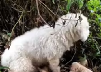 C1001016_Rescue family of dogs #animal #animalsoftiktok #rescueanimals #resc…