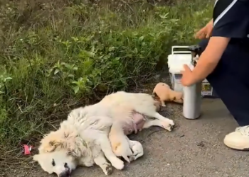 C1001018_Rescue family of dogs #animal #animalsoftiktok #rescue #rescueanima…