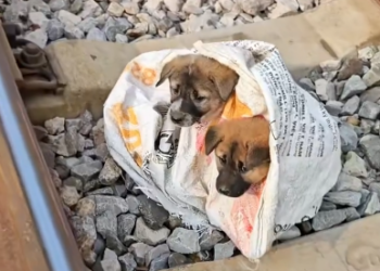 C1001023_Rescue puppy #rescue #animal #animalsoftiktok #rescueanimals #rescued…