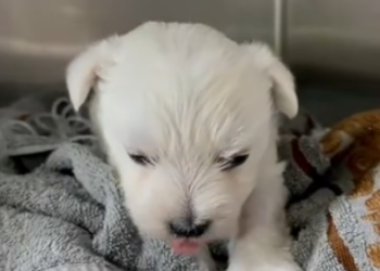 C1001024_Rescue puppy abandoned by mother #animal #animalsoftiktok #rescuean…