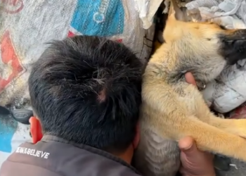 C1001026_Rescue puppy #rescue #animal #animalsoftiktok #rescueanimals #puppy…