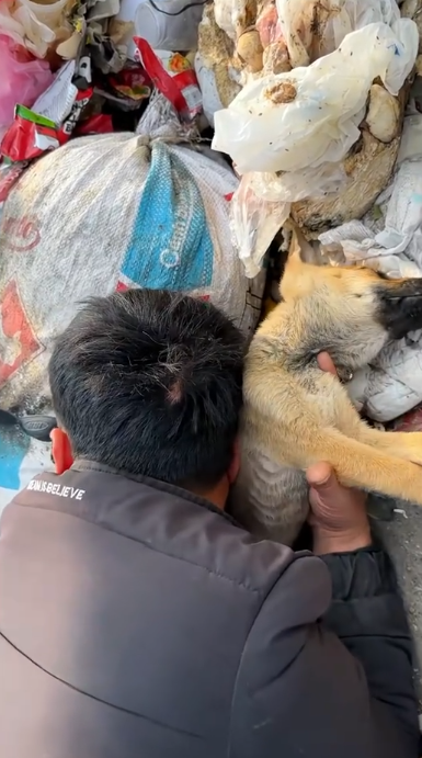 C1001026_Rescue puppy #rescue #animal #animalsoftiktok #rescueanimals #puppy…