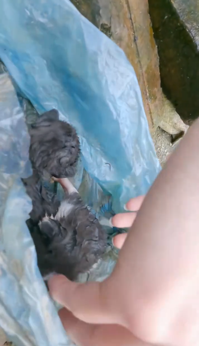 C1001027_Rescue kittens #rescue #animal #animalsoftiktok #rescueanimals #catso…