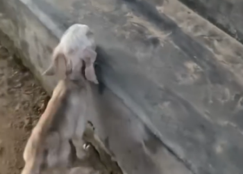 C1001028_Rescue baby goat #rescue #animal #animalsoftiktok #rescueanimals #g…