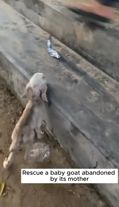 C1001028_Rescue baby goat #rescue #animal #animalsoftiktok #rescueanimals #g…