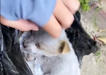 C1001029_Girl tried to save puppy #rescue #animal #animalsoftiktok #rescuean…