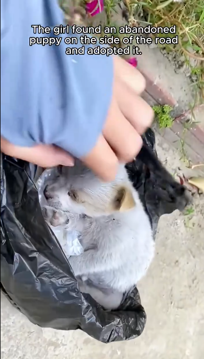 C1001029_Girl tried to save puppy #rescue #animal #animalsoftiktok #rescuean…