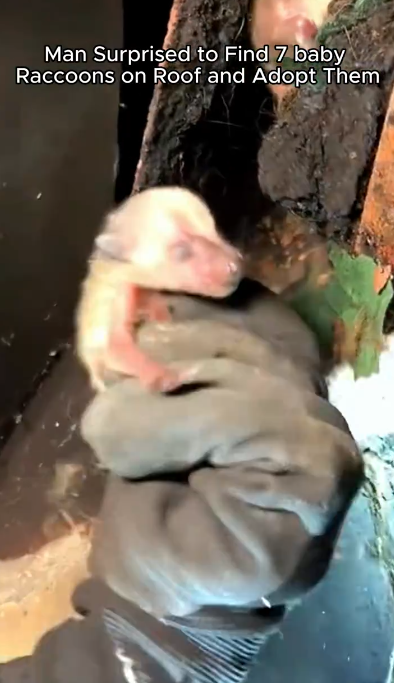 C1001030_Rescue baby raccoons #rescue #animal #animalsoftiktok #rescueanimals