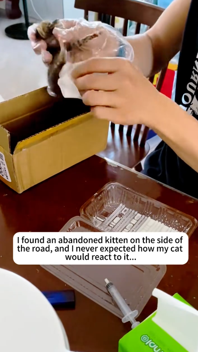 C1201001_#animal #fyp #rescue #cat #foryou