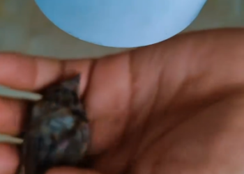 C1201002_rescue poor baby bird happy ending #rescuebird #babybird #fyp