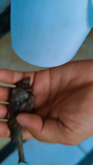 C1201002_rescue poor baby bird happy ending #rescuebird #babybird #fyp