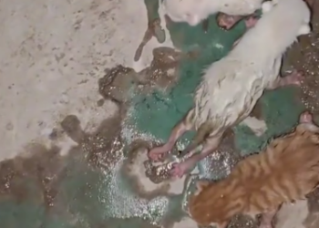 C1201003_poor kittens rescue happy ending #rescueanimals #kittensoftikto…