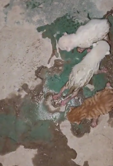 C1201003_poor kittens rescue happy ending #rescueanimals #kittensoftikto…