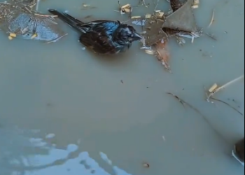 C1201004_rescue poor birds happy ending #rescuebird #birdsoftiktok #baby…