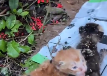 C1201006_rescue poor kittens happy ending #rescueanimals #kittensoftikto…