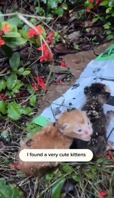 C1201006_rescue poor kittens happy ending #rescueanimals #kittensoftikto…