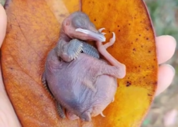 C1201007_poor baby Bird rescue happy ending #rescuebird #babybird #bir…