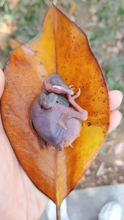 C1201007_poor baby Bird rescue happy ending #rescuebird #babybird #bir…