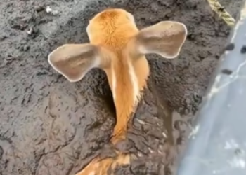 C1201008_family rescued baby deer stuck in mud something amazing h…