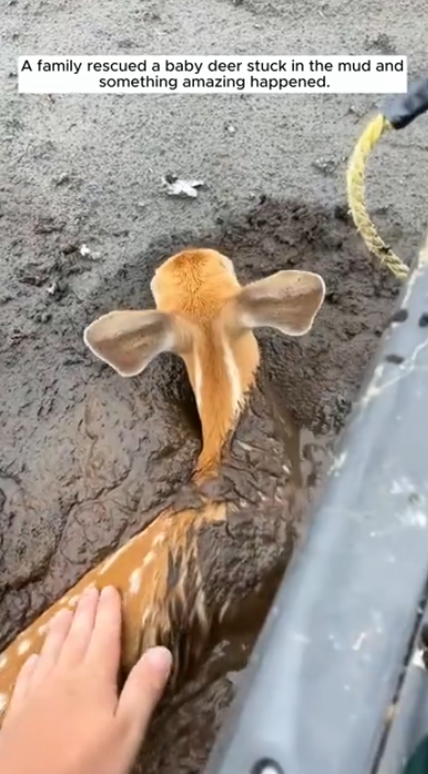C1201008_family rescued baby deer stuck in mud something amazing h…