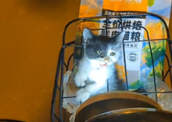 C1201009_girl rescue poor kitten she is decided to adopt it #anim…