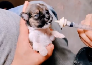 C1201010_Rescue puppy #rescue #rescuedog #dog #puppy #fyp