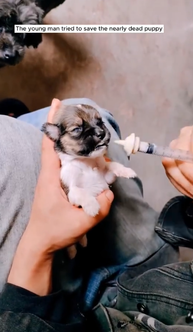 C1201010_Rescue puppy #rescue #rescuedog #dog #puppy #fyp