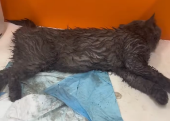 C1201011_found dying cat on road #animals #rescue #fyp