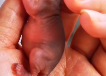 C1201012_rescued an abandoned baby squirrel,and then #fyp #animals #rescue